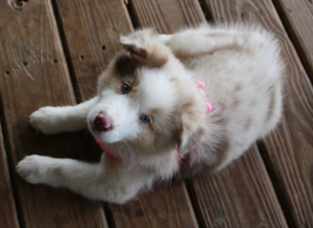 Abby (3)