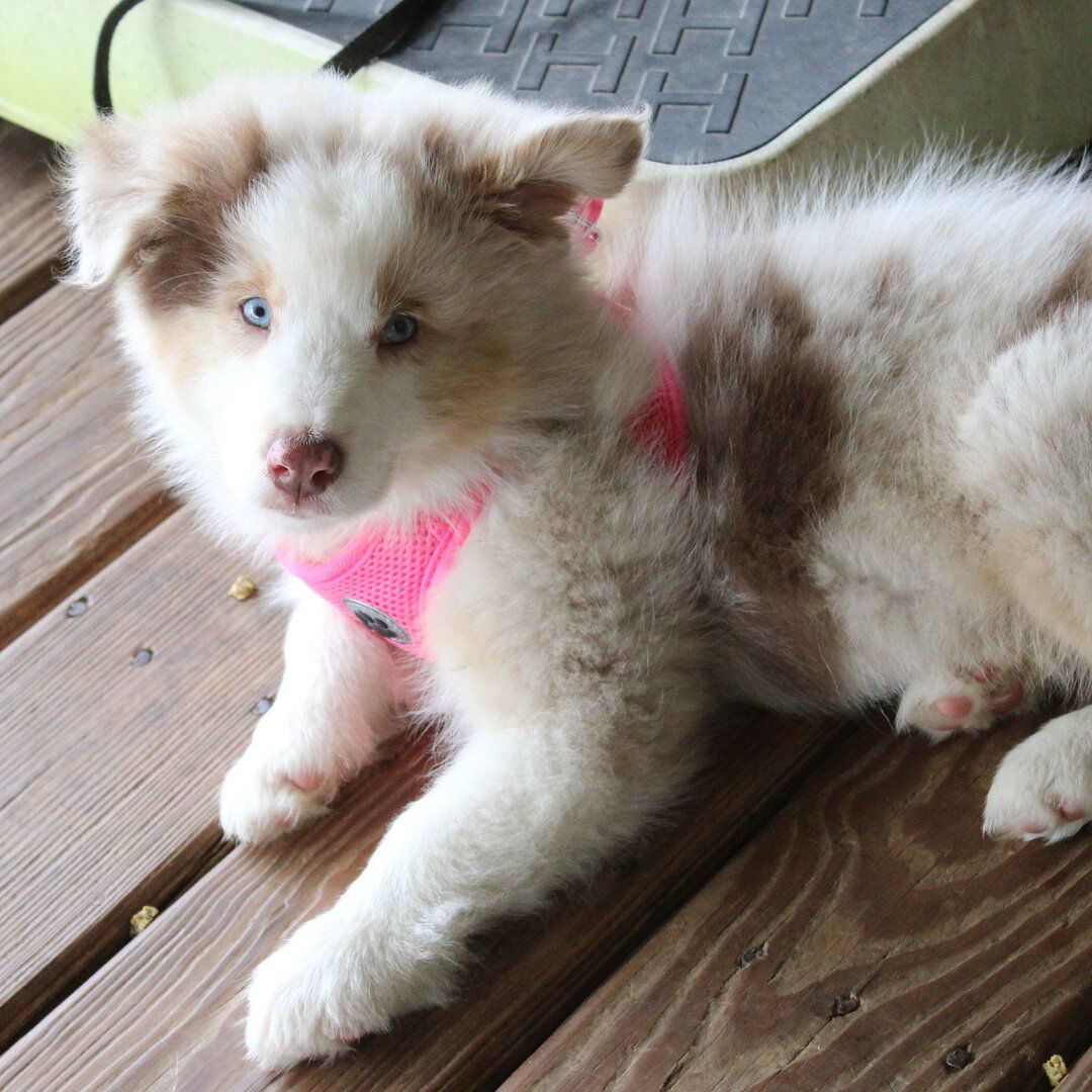 Abby (4)