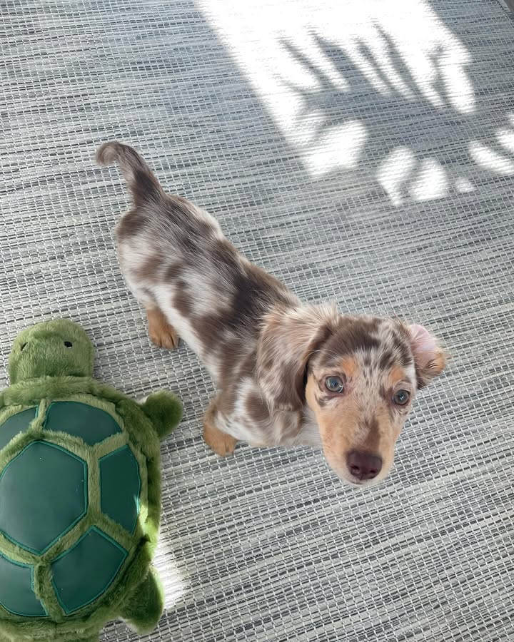 Fritz